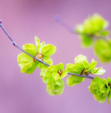 Tân xuân, thông điệp thơ