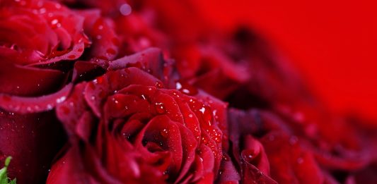 Bông hồng nào cho Cha