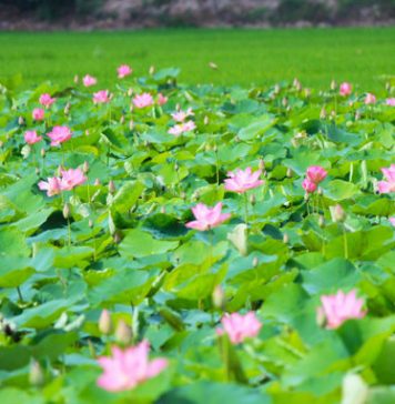 Thơ: Sen nở tháng tư