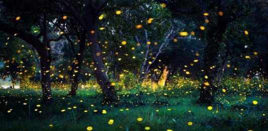 Tác phẩm dự thi lọt vào vòng chung khảo: Truyện ngắn TRONG VƯỜN ĐOM ĐÓM